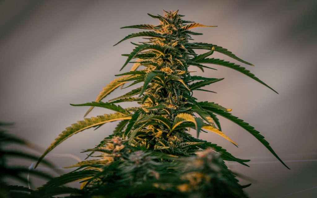 location for your marijuana dispensary